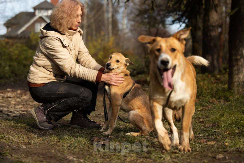 Собаки в Москве: Балу ищет дом Мальчик, Бесплатно - фото 7