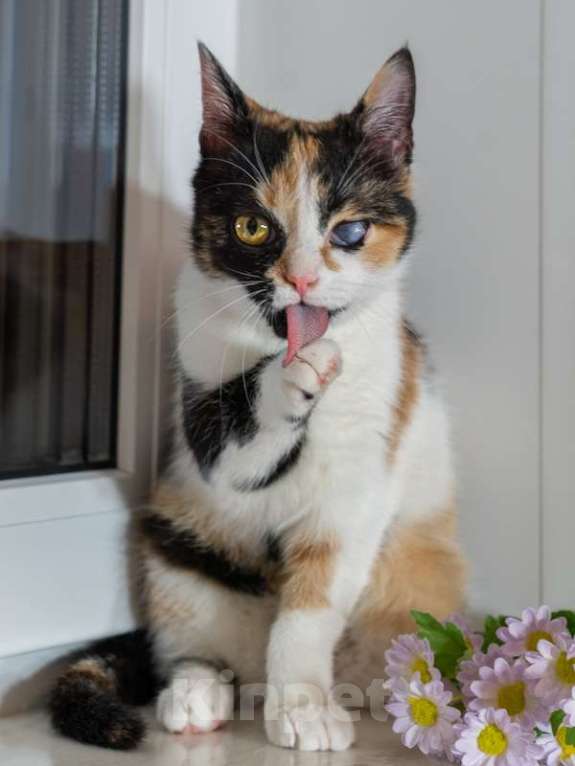 Кошки в Москве: Малышка Афина очень хочет домой Девочка, Бесплатно - фото 2