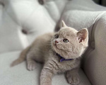 Кошки в Москве: Короткошёрстный мальчик цвета фавн Мальчик, 55 000 руб. - фото 1