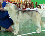Собаки в Москве: Кобель Мальчик, 40 000 руб. - фото 3