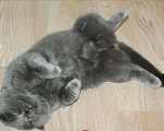 Кошки в Электростали: Вязка с Шотландским скоттиш страйтом , кот опытный, 3 000 руб. - фото 2