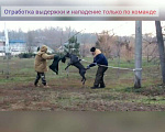 Собаки в Азове: Вязка, случка, ищем даму сердца, 100 руб. - фото 2