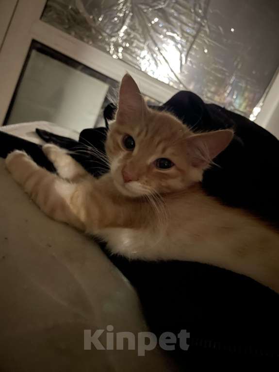 Кошки в Красноярске: Отдам котика в добрые руки  Мальчик, Бесплатно - фото 2