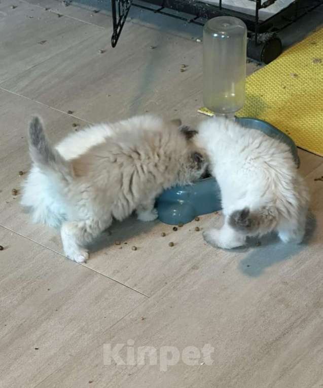 Кошки в Санкт-Петербурге: Котята Невские Девочка, 28 000 руб. - фото 2