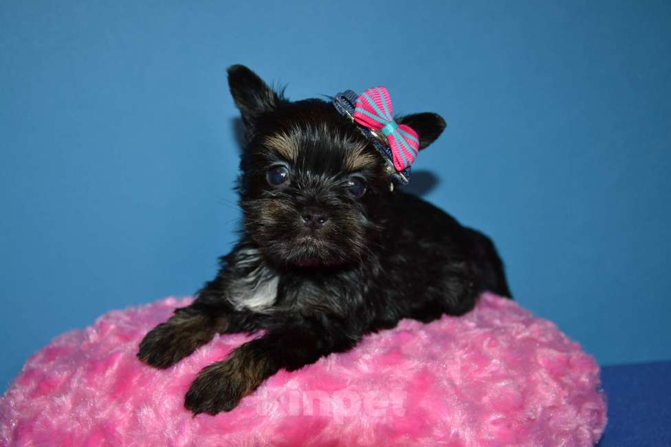 Собаки в Москве: Щенок -девочка цветного йорка  Девочка, 50 000 руб. - фото 1