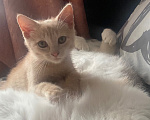 Кошки в Перми: котенок в добрые руки Мальчик, Бесплатно - фото 1