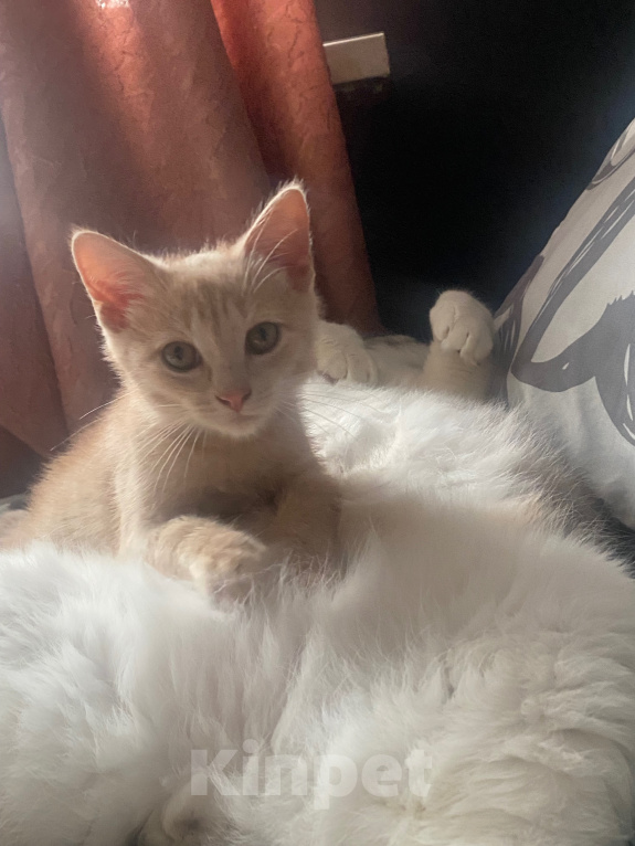 Кошки в Перми: котенок в добрые руки Мальчик, Бесплатно - фото 1