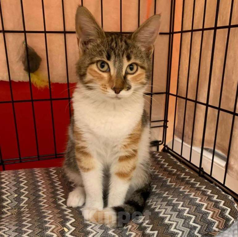 Кошки в Москве: Маленький котенок Белочка Девочка, Бесплатно - фото 2