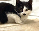 Кошки в Москве: Черно-белый котенок Тиша 3,5 мес Мальчик, 5 руб. - фото 1