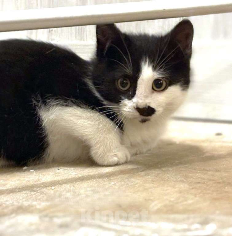 Кошки в Москве: Черно-белый котенок Тиша 3,5 мес Мальчик, 5 руб. - фото 1