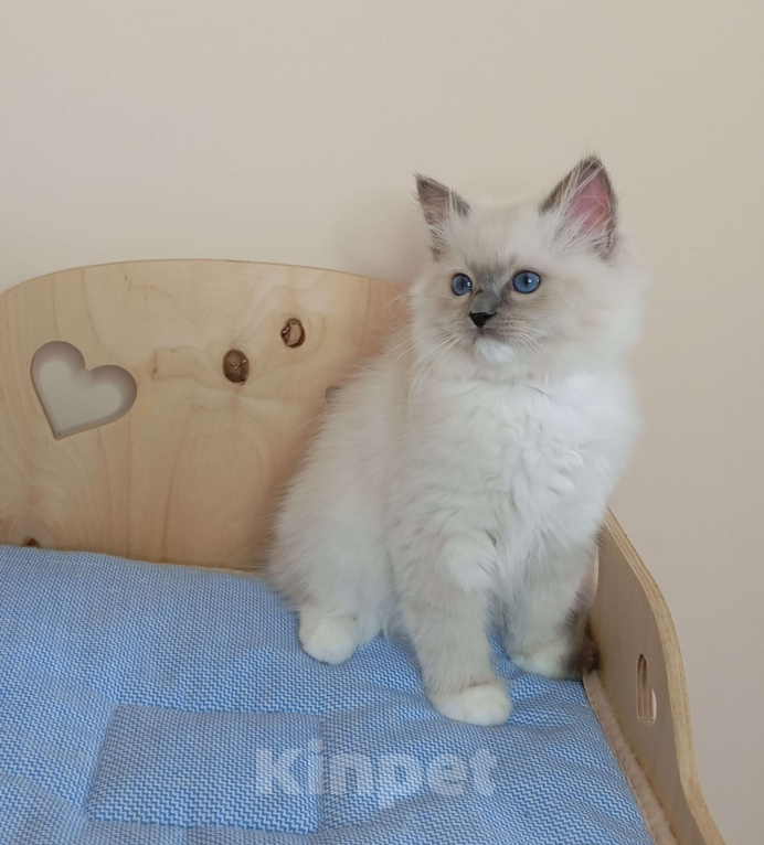 Кошки в Москве: Котëнок Рэгдолл Marusya Девочка, 100 000 руб. - фото 2