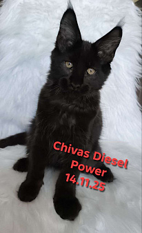 Черный магический мейн-кун