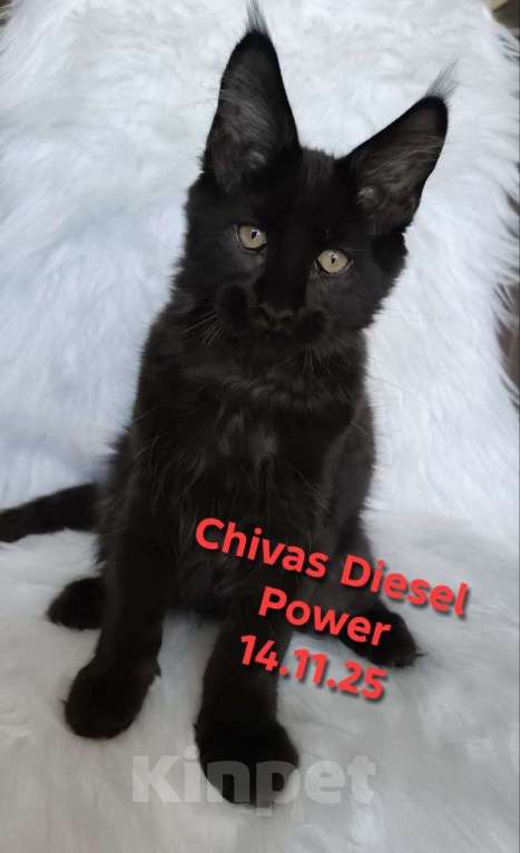 Кошки в Санкт-Петербурге: Черный магический мейн-кун Мальчик, 120 000 руб. - фото 1