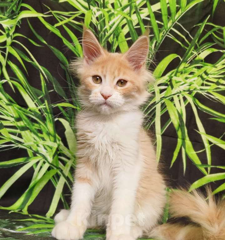 Кошки в Москве: Котёнок Мейн Кун Девочка Девочка, 55 000 руб. - фото 3