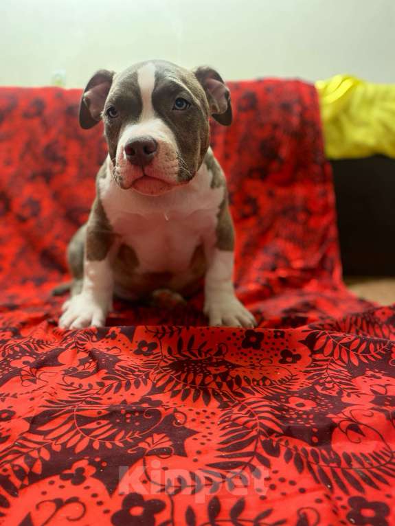 Собаки в Санкт-Петербурге: Щенок Мальчик, 100 000 руб. - фото 2