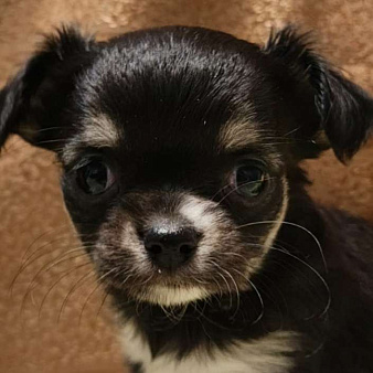 Чихуахуа девочка 