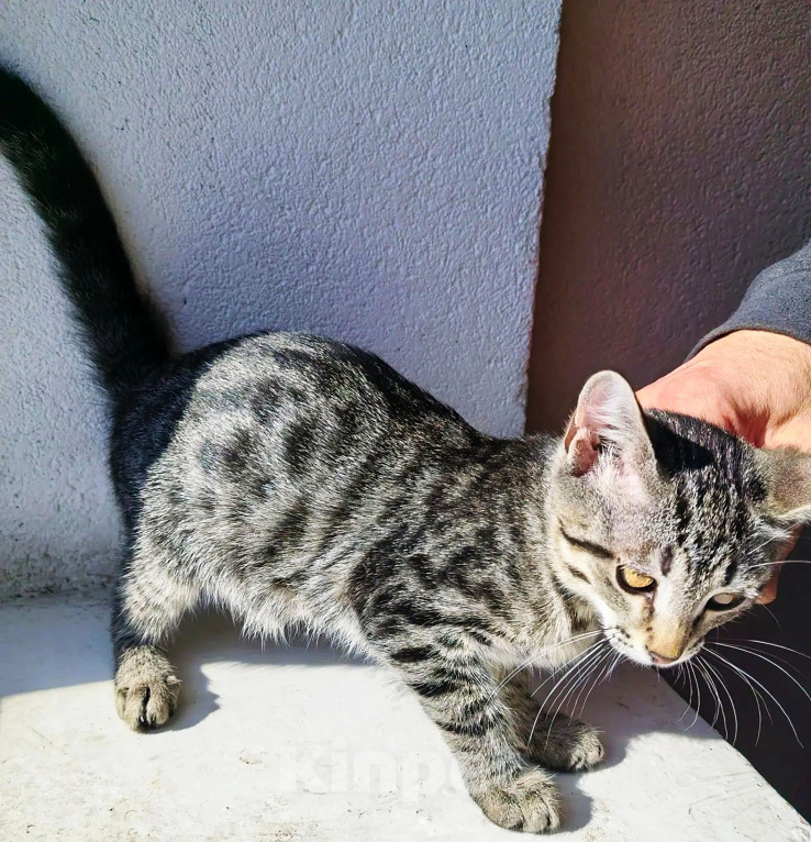 Кошки в Уфе: Котенок в добрые руки, мальчик, 2 месяца Мальчик, Бесплатно - фото 1