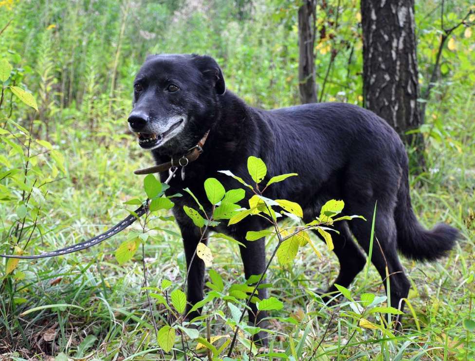 Собаки в Москве: Эрвин Мальчик, Бесплатно - фото 4