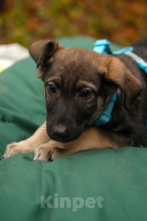 Собаки в Санкт-Петербурге: Мальчик 1 Мальчик, Бесплатно - фото 5