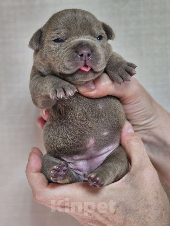 Собаки в Москве: Американский булли Покет Девочка, 80 000 руб. - фото 3