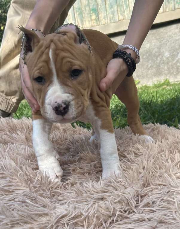 Собаки в других городах Московской области: Девочка амстаффа РКФ Девочка, 50 000 руб. - фото 3