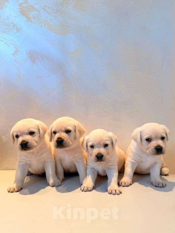 Собаки в Калининграде: Продам щенков лабрадора  Мальчик, 35 000 руб. - фото 4