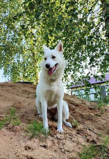 Собаки в Москве: Метис белой швейцарской овчарки Сахар (Саха) в дар Девочка, 1 руб. - фото 6