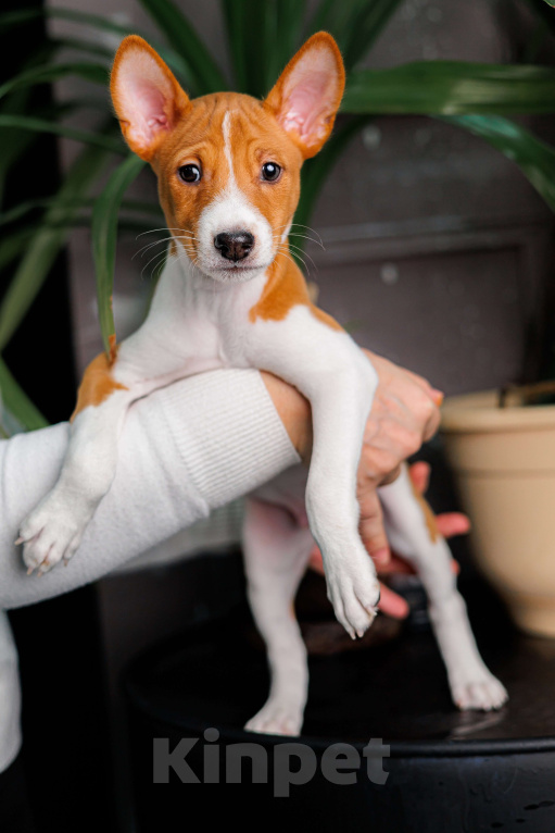 Собаки в Краснокамске: Продажа щенков Мальчик, 60 000 руб. - фото 1