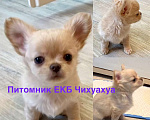 Собаки в других городах Свердловской области: Чихуахуа д/ш Мальчик, Бесплатно - фото 5