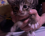 Кошки в Серпухове: Котенок в добрые руки СРОЧНО! Мальчик, Бесплатно - фото 1