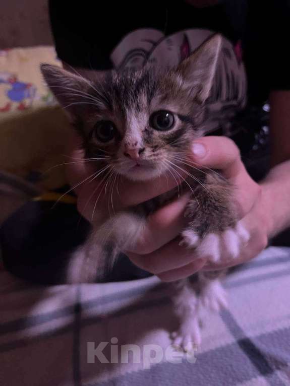 Кошки в Серпухове: Котенок в добрые руки СРОЧНО! Мальчик, Бесплатно - фото 1