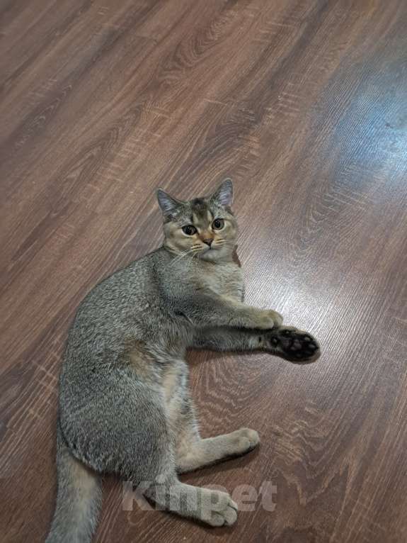 Кошки в других городах Башкортостана: Отдам в хорошие руки  Мальчик, Бесплатно - фото 1