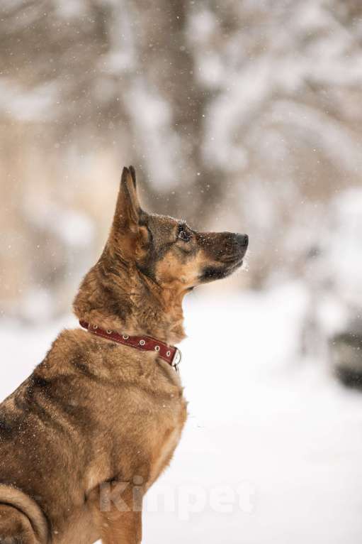 Собаки в Щелково: Собака в добрые руки Девочка, Бесплатно - фото 9