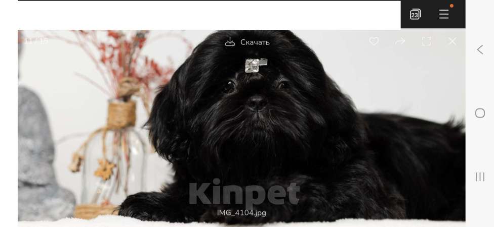 Собаки в Краснодаре: Щенок ши- тцу Мальчик, Бесплатно - фото 2