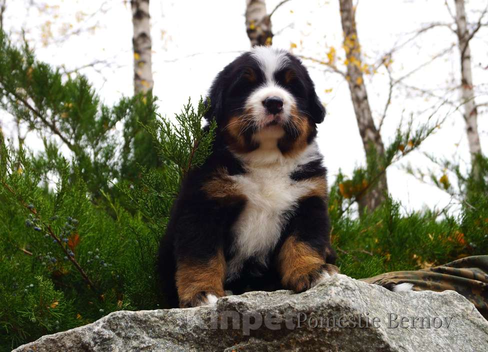 Собаки в Москве: Для тех кто ценит качество Мальчик, Бесплатно - фото 5
