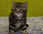 Кошки в Санкт-Петербурге: Шотландские котята Мальчик, Бесплатно - фото 2