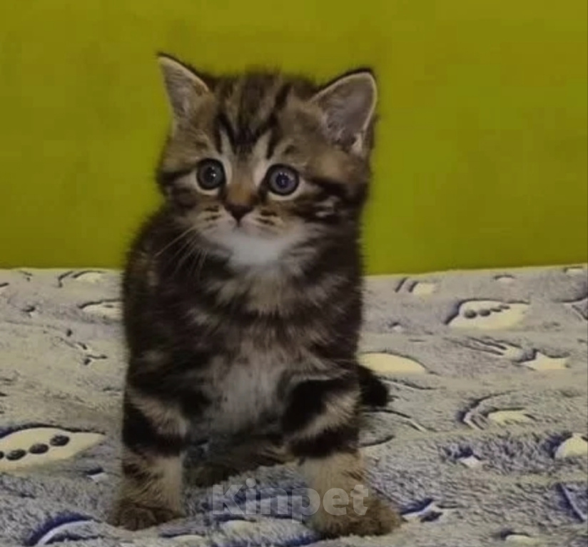 Кошки в Санкт-Петербурге: Шотландские котята Мальчик, Бесплатно - фото 2