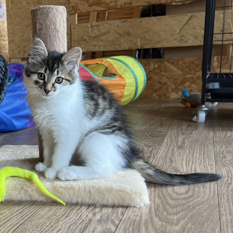 Кошки в Звенигороде: Котенок Мисси Девочка, Бесплатно - фото 4