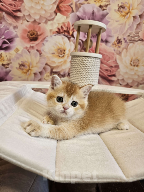 Кошки в Саратове: Шотландский прямоухий котенок Мальчик, 45 000 руб. - фото 2