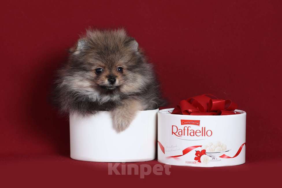 Собаки в Курске: Померанский шпиц щенок Девочка, Бесплатно - фото 5