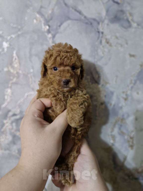 Собаки в Москве: Той пудель  Мальчик, Бесплатно - фото 1