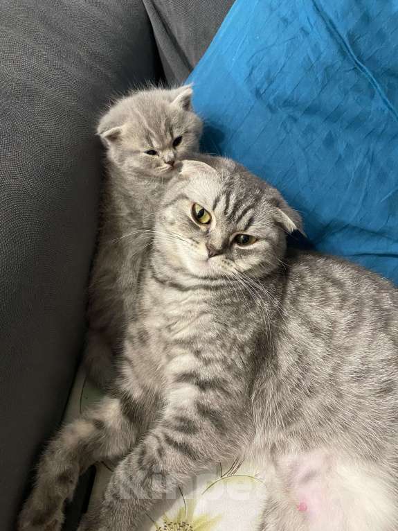 Кошки в Москве: Шотландский голубоглазый мальчик Мальчик, 15 000 руб. - фото 7