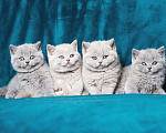 Кошки в Красноярске: Котята на резервирование Девочка, 50 000 руб. - фото 5