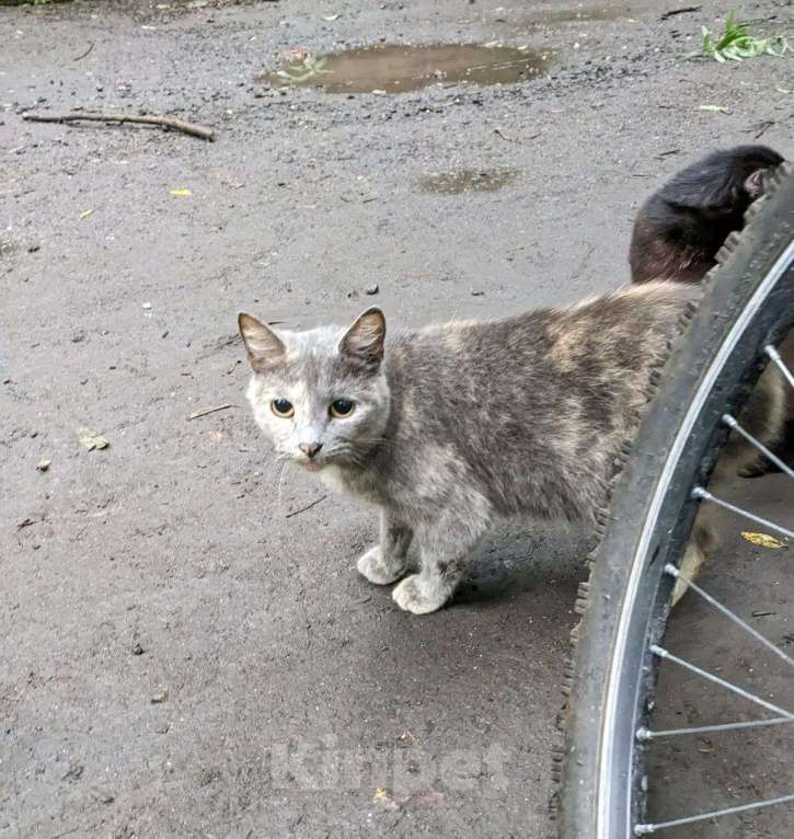 Кошки в Домодедово: Кошка «Дуся», 1,5–2 года — уличная, СТЕРИЛИЗОВАНА (по договору) Девочка, Бесплатно - фото 3