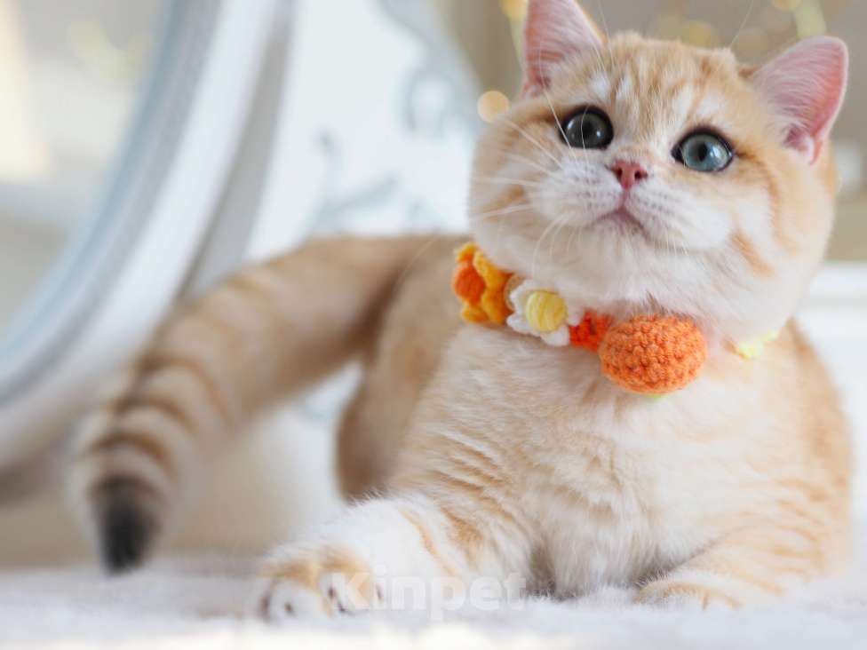 Кошки в Москве: Британский котёнок Дон Жуан Мальчик, 120 000 руб. - фото 2