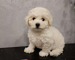 Собаки в Мытищах: щенки Бишон Фризе Мальчик, 70 000 руб. - фото 7