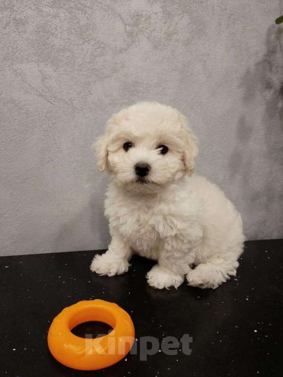 Собаки в Мытищах: щенки Бишон Фризе Мальчик, 70 000 руб. - фото 7