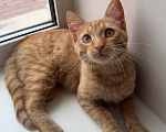 Кошки в Одинцово: Рыжий котенок в добрые руки Мальчик, Бесплатно - фото 2