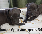 Собаки в других городах Московской области: Щенок Питбуля Мальчик черный рожден 29.07.25 Мальчик, 25 000 руб. - фото 3