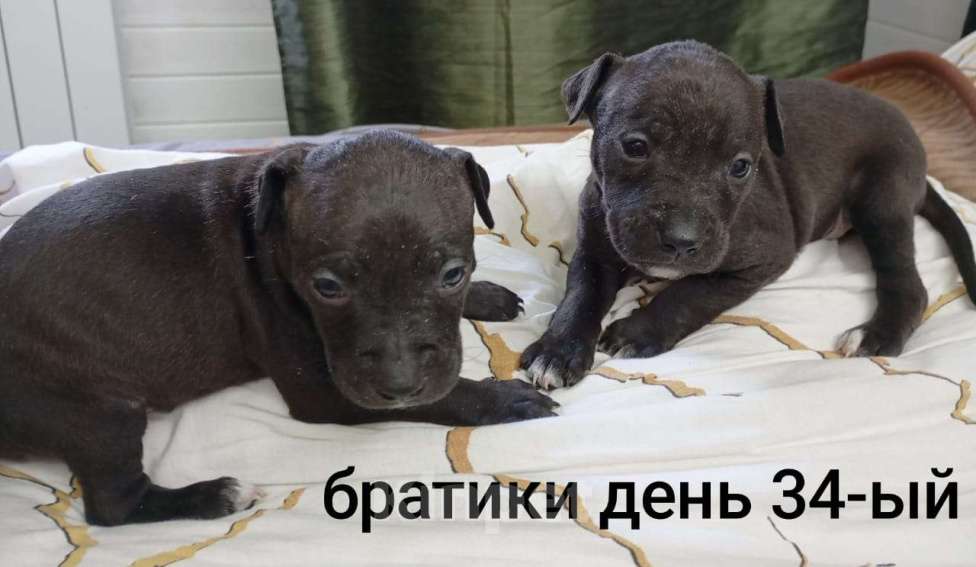 Собаки в других городах Московской области: Щенок Питбуля Мальчик черный рожден 29.07.25 Мальчик, 25 000 руб. - фото 3